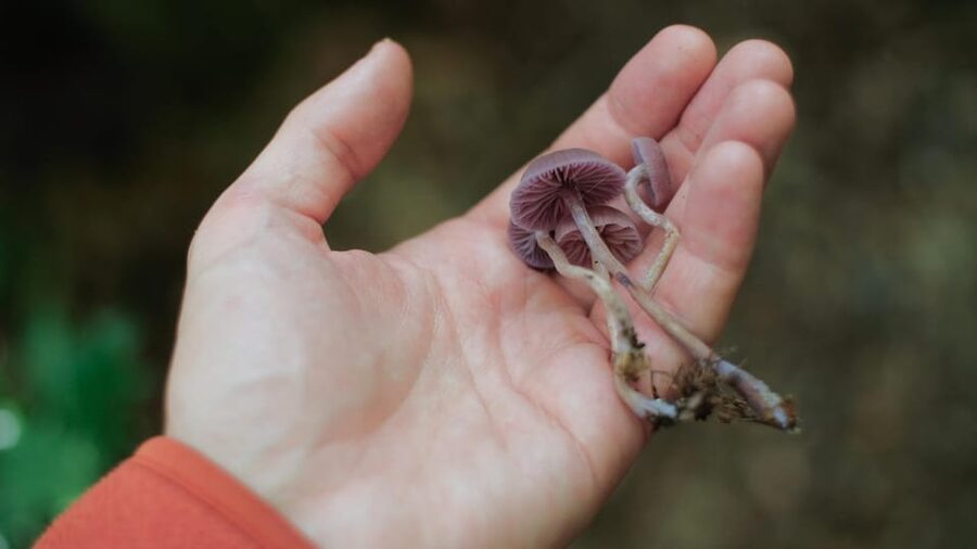 Beginner Foraging Walk: Wild food walking tour & tasters - Following the two-mile countryside route