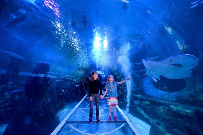 Birmingham: National Sea Life Centre Entrance Ticket - Who will enjoy this most