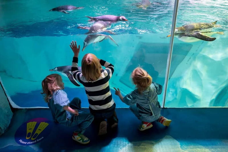 Birmingham: National Sea Life Centre Entrance Ticket - Get hands-on at the Interactive Rockpool