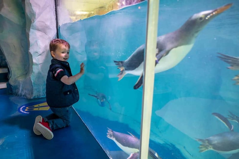 Birmingham: National Sea Life Centre Entrance Ticket - Meet jellyfish, piranhas, and stranger creatures