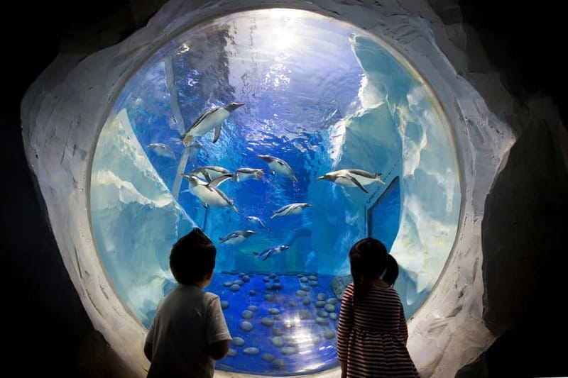 Birmingham: National Sea Life Centre Entrance Ticket - Walk through the UK’s only 360° Ocean Tunnel
