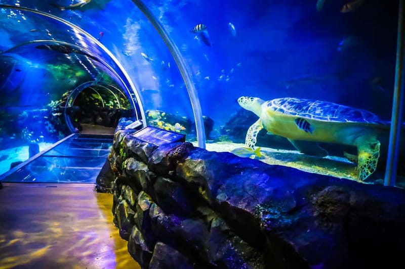 Birmingham: National Sea Life Centre Entrance Ticket - Add the 4D Cinema to your visit