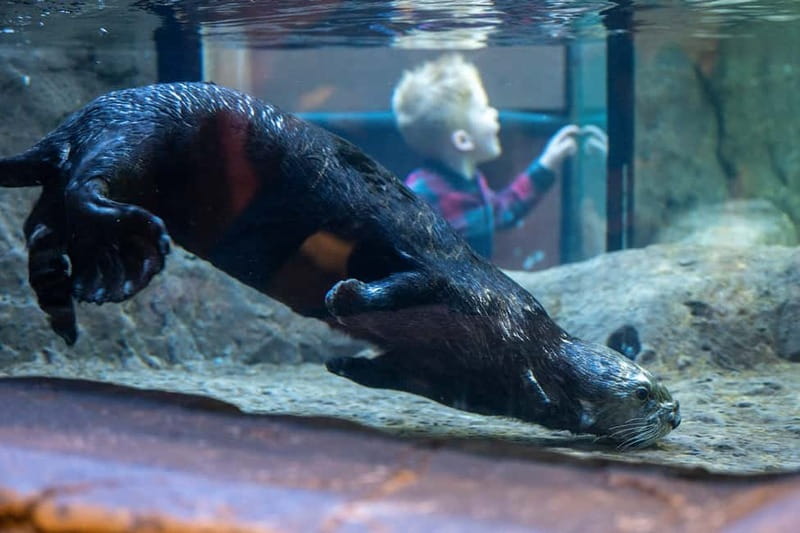 Birmingham: National Sea Life Centre Entrance Ticket - Plan your time around the full-day ticket