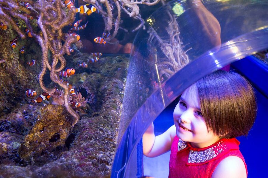 Birmingham: National Sea Life Centre Entrance Ticket - How the price works for families