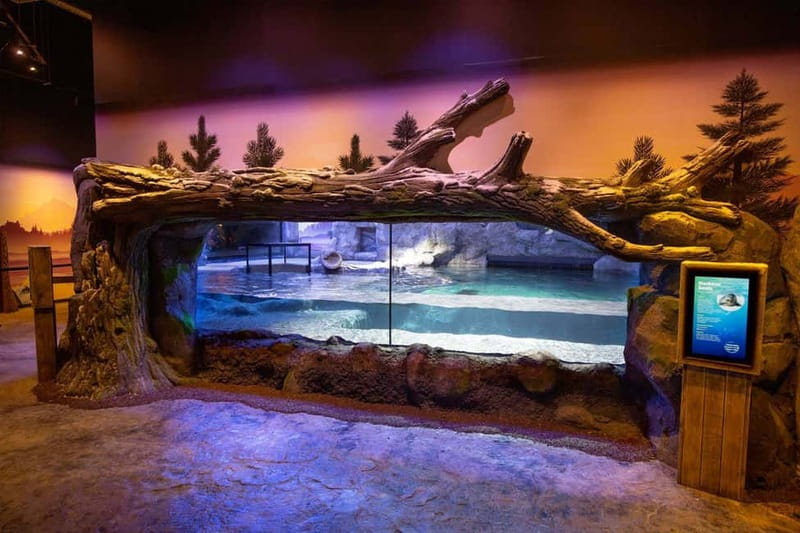 Birmingham: National Sea Life Centre Entrance Ticket - Start with Gentoo penguins at Penguin Ice Adventure