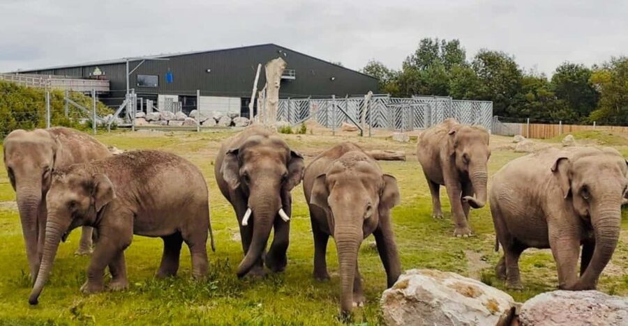 Blackpool: Zoo Admission Ticket - Start With Dinosaurs Before the Elephants