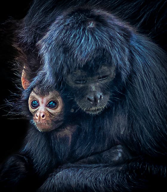 Blackpool: Zoo Admission Ticket - Walk-Through Areas Bring You Closer