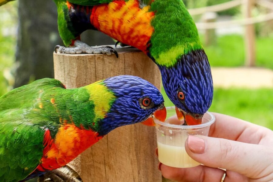 Blackpool: Zoo Admission Ticket - Getting There, Parking, and Entry Details
