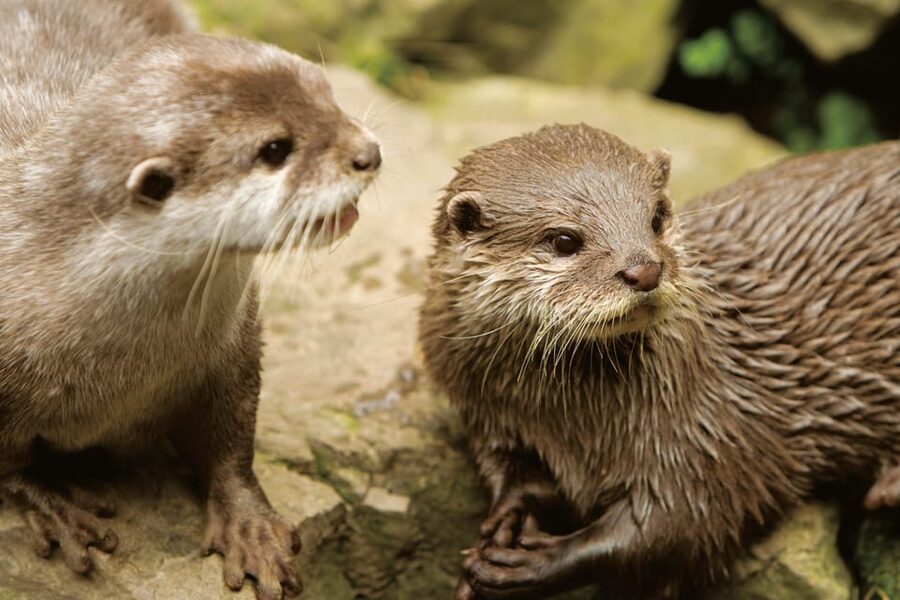Bournemouth Oceanarium Ticket - How long you should allow