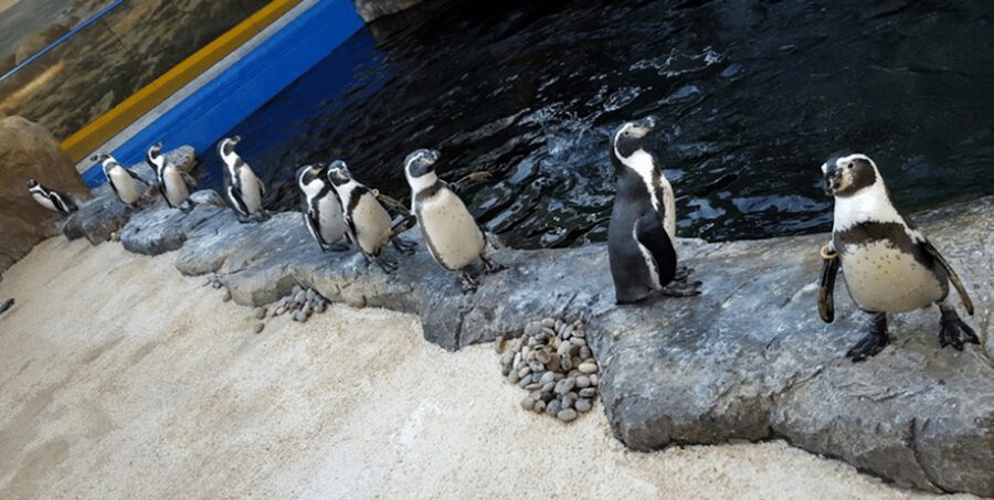 Bournemouth Oceanarium Ticket - Value at about $20 per person