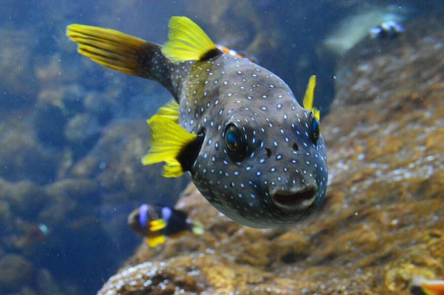 Bournemouth Oceanarium Ticket - Booking, cancellation, and ticket details