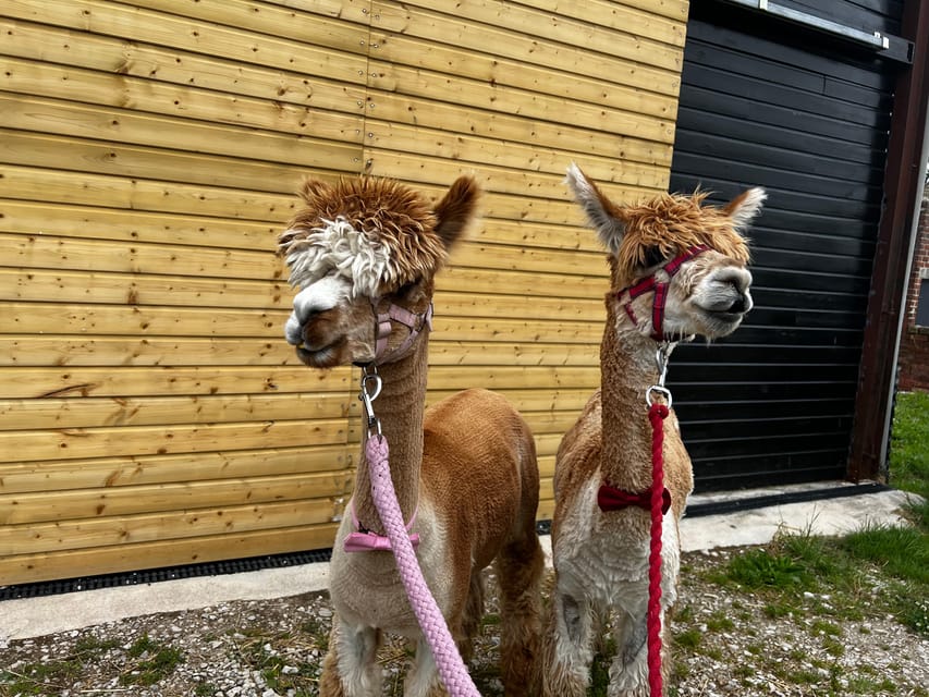 Brackenfield: Alpaca Trek - Key points to know