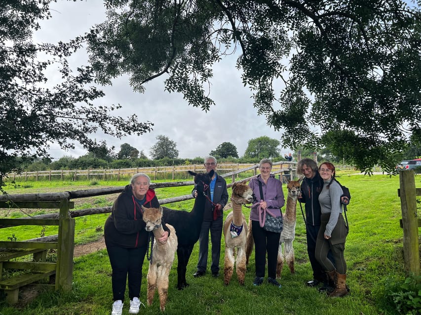 Brackenfield: Alpaca Trek - Should you book the alpaca trek?