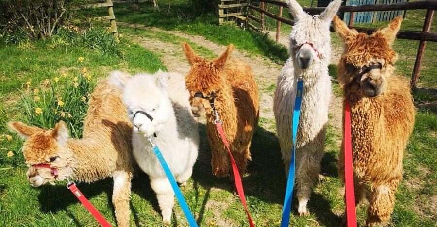 Brackenfield: Alpaca Trek - What the guide adds to the experience
