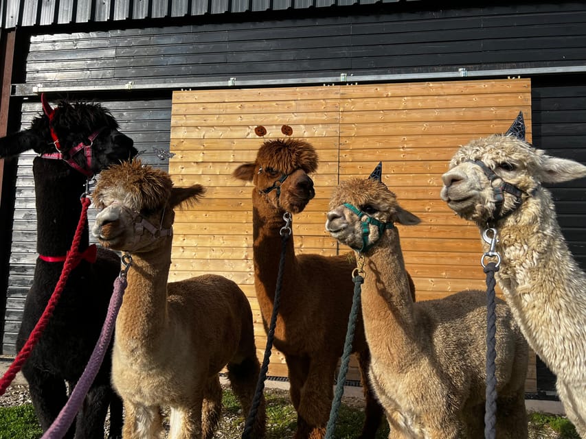 Brackenfield: Alpaca Trek - Feeding the herd in the paddock