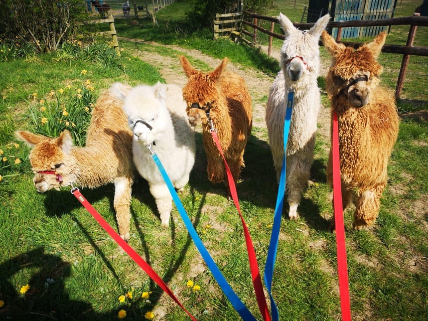 Brackenfield: Alpaca Trek - Returning to the rustic barn