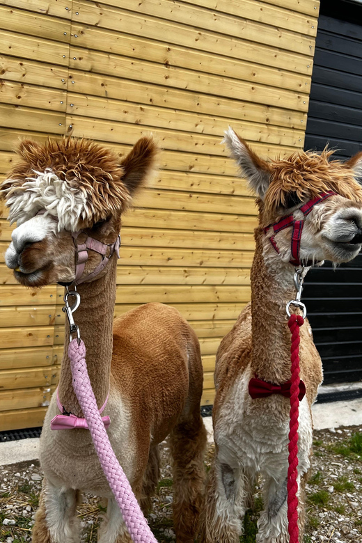 Brackenfield: Alpaca Trek - Walking through the Amber Valley hills