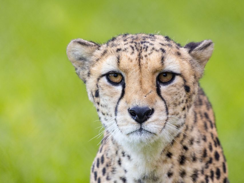 Bristol: Bristol Zoo Project Entry Ticket - Key points to know before you go