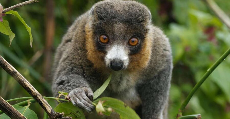Bristol: Bristol Zoo Project Entry Ticket - The Lemur Walkthrough is the star opening act