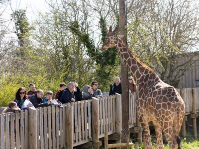 Bristol Zoo Project Entry Ticket
