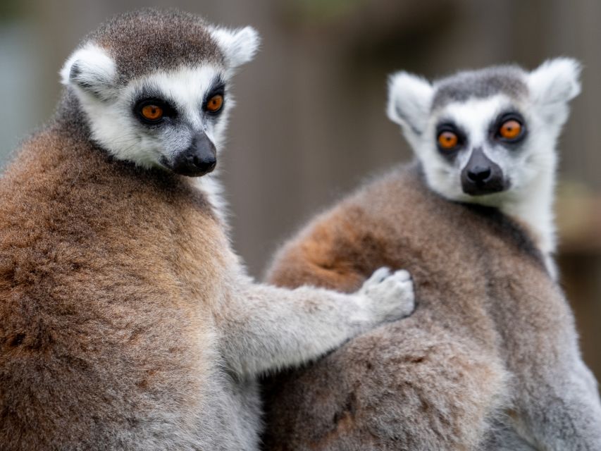 Bristol: Bristol Zoo Project Entry Ticket - Animal talks and feeding times add structure