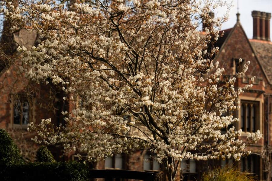 Cambridge: Alumni-Led Walking & Punting Tour w/Kings College - Who will enjoy this Cambridge experience?