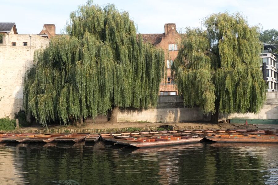 Cambridge: Punting Tour on the River Cam - Weather, comfort, and accessibility