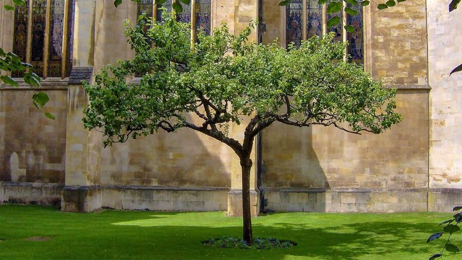 Cambridge: University Walking Tour - Senate House, Corpus Clock and the language of power