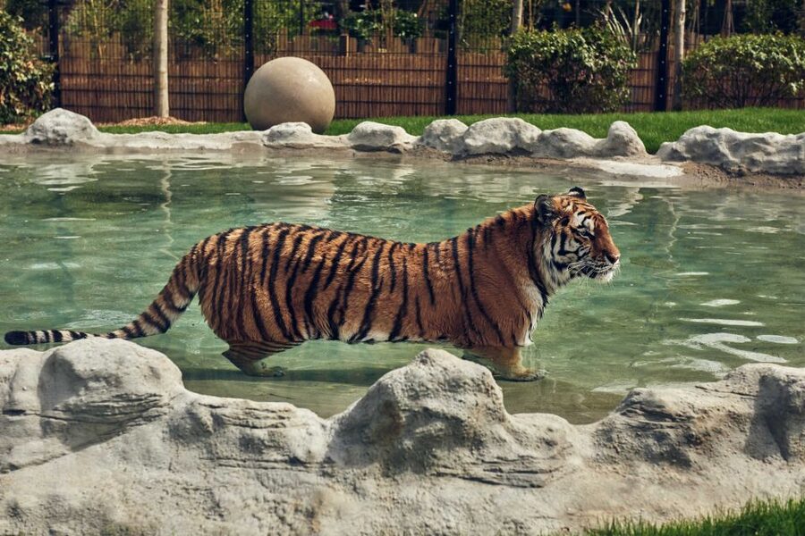 Chessington World of Adventures Resort: Entrance Ticket - The Forbidden Kingdom, Land of the Dragons, and Wild Asia
