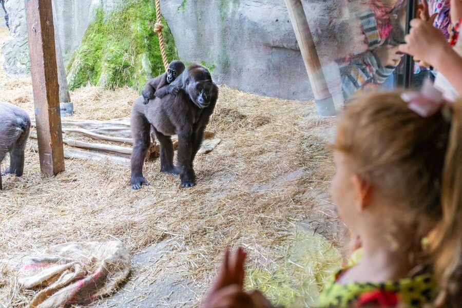 Chessington World of Adventures Resort: Entrance Ticket - Mandrill Mayhem needs a separate plan
