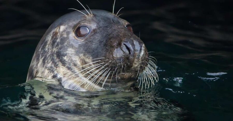 Cornwall: Guided Seal Safari by Boat - Leaving Padstow for a fast coastal ride
