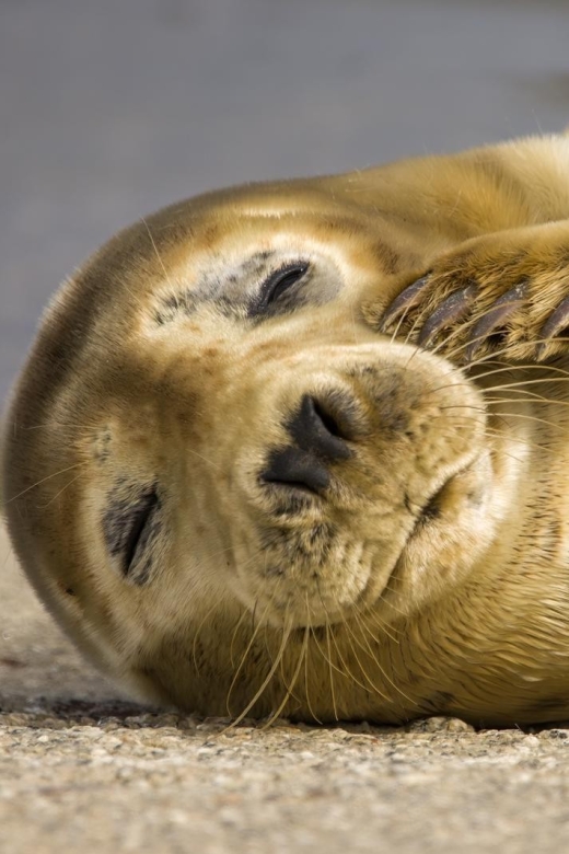 Cornwall: Guided Seal Safari by Boat - Searching for grey seals along Cornwall’s rocks