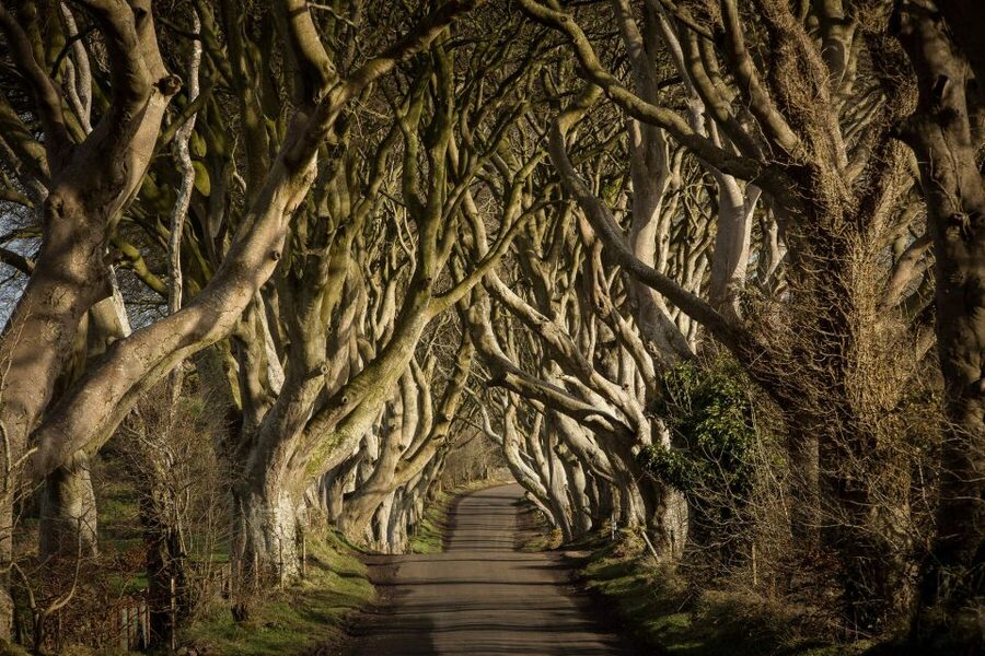 Dublin: Giant's Causeway, Dark Hedges & Titanic Guided Tour - Key points to know before booking