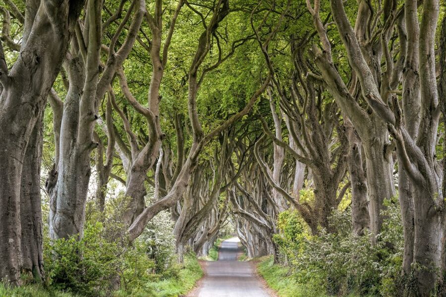 Dublin: Giants Causeway, Dark Hedges, Dunluce & Belfast Tour - Key points at a glance