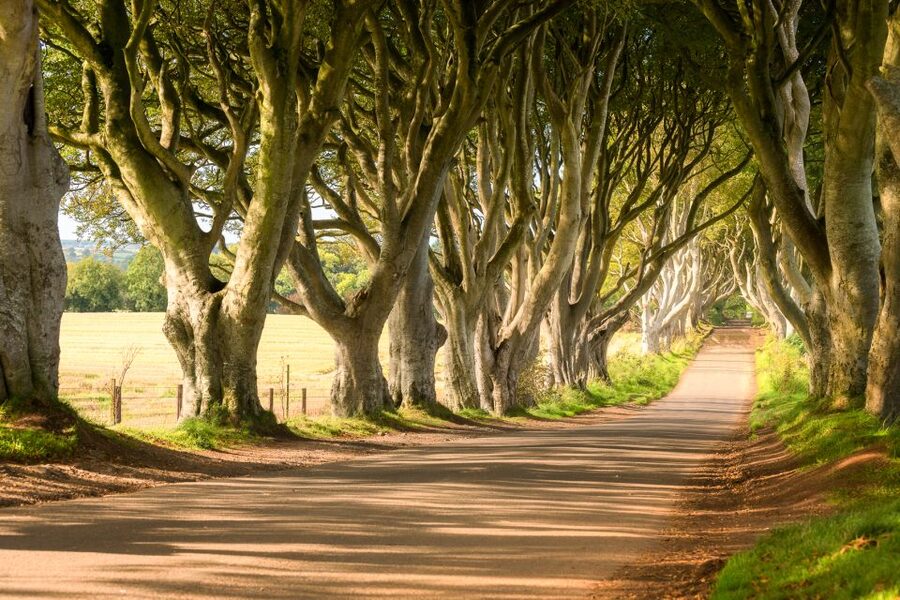 Dublin: Giants Causeway, Dark Hedges, Dunluce & Belfast Tour - Belfast in 90 minutes: choose one clear plan