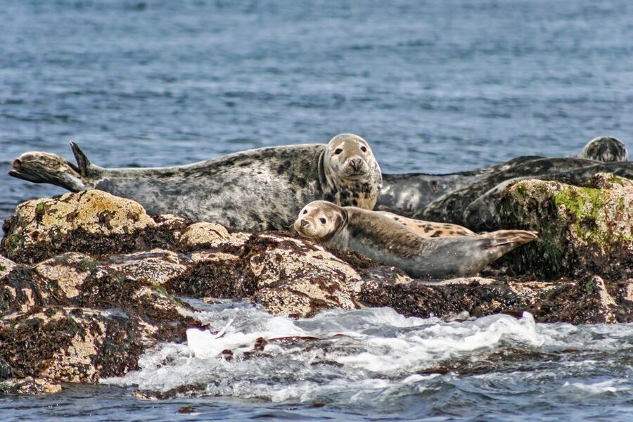 Edinburgh: 'Firth of Forth' Three Bridges Sightseeing Cruise - Is $27 good value for 90 minutes?