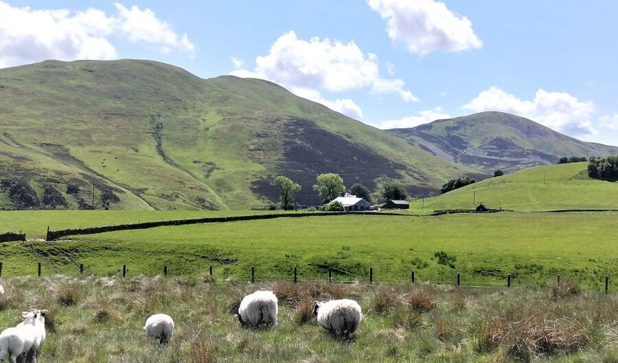 Edinburgh: Hill & Nature Hike With a Local - Wildlife and the details beneath your feet