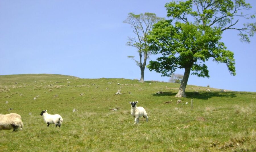 Edinburgh: Hill & Nature Hike With a Local - What Rishi adds to the walk