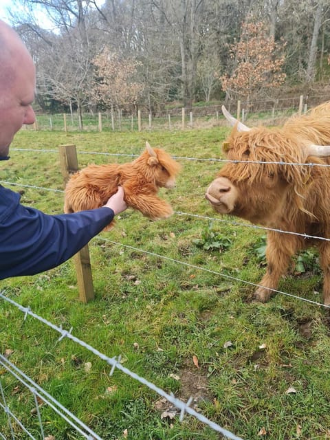 Edinburgh: Loch Ness, Glencoe, Coos & the Highlands Day Tour - Loch Ness, lunch, and the optional cruise