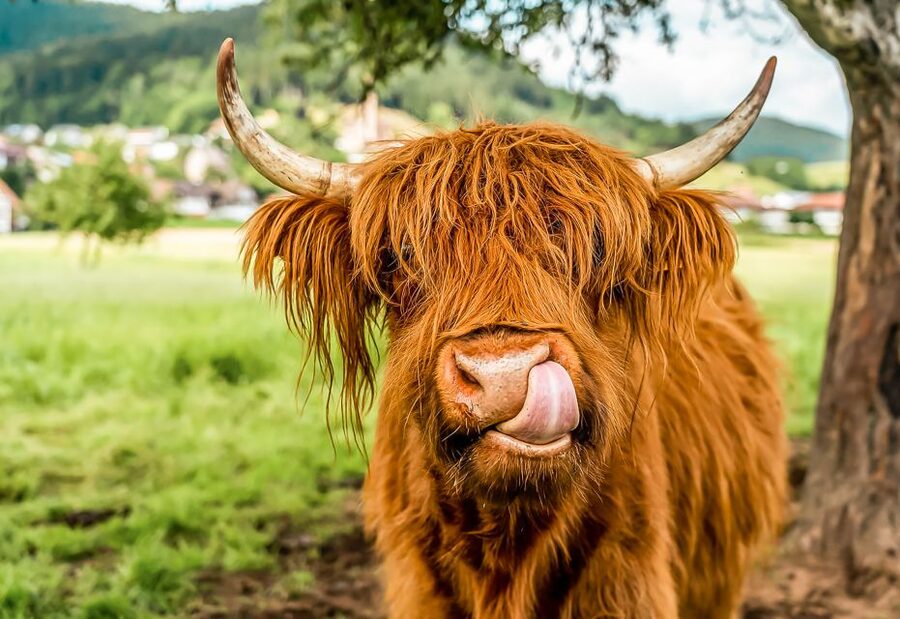 Edinburgh: Loch Ness, Glencoe & the Scottish Highlands Tour - Callander: coffee and a chance to meet Highland cows