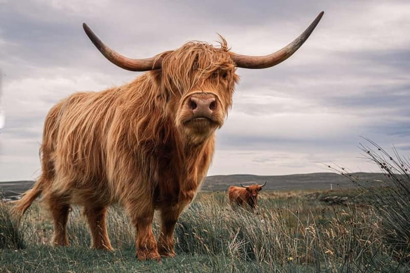 Edinburgh: Loch Ness, Inverness & Highlands Tour in Spanish - A long Highland day from central Edinburgh