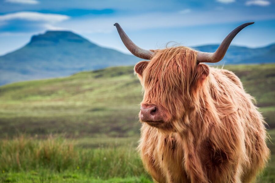 Edinburgh: Loch Ness, Inverness & Highlands Tour in Spanish - What the Spanish guide adds