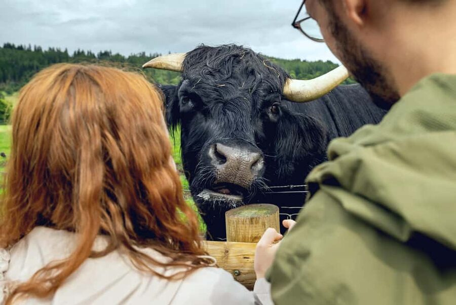 Edinburgh to Scottish Highlands: Whisky, Views & Hairy Coos - Why this Edinburgh day trip works