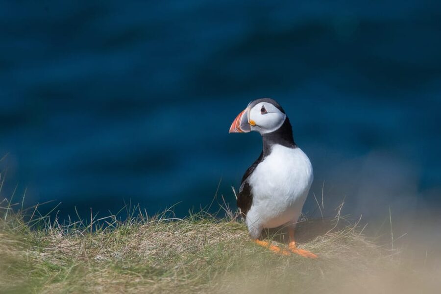 From Aberdeen: North East Coastal Trail Small-Group Tour - Spey Bay: start with dolphins and open water