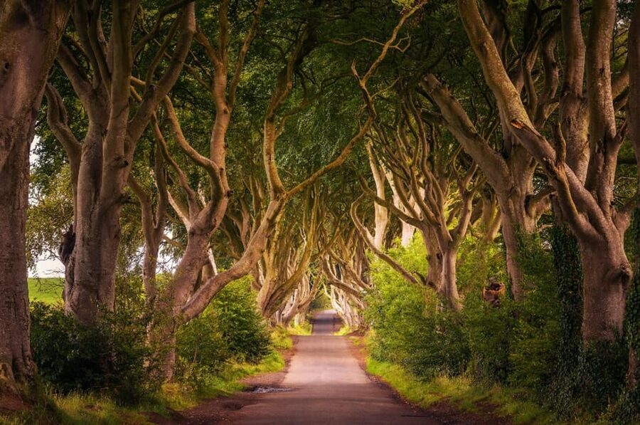 From Dublin: Giant's Causeway, Dark Hedge & Belfast Tour - Key points at a glance