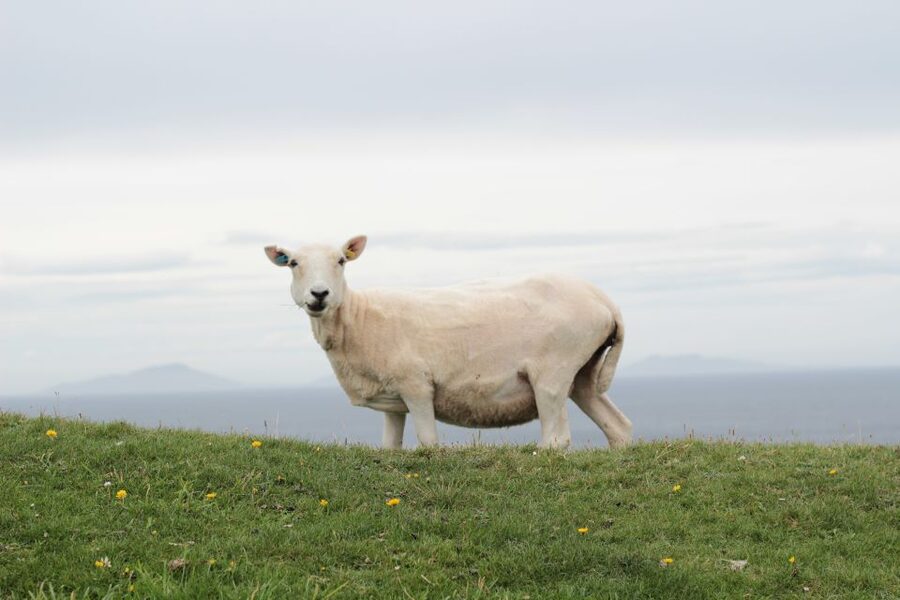 From Edinburgh: 2-Day Highlands Tour with Hogwarts Express - Glen Coe and Rannoch Moor on the return