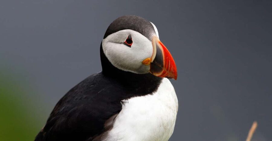 From Edinburgh: 4-Day Mull, Iona, Staffa & Puffin Isles tour - Why this west coast route works so well
