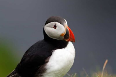 4-Day Mull, Iona, Staffa & Puffin Isles tour