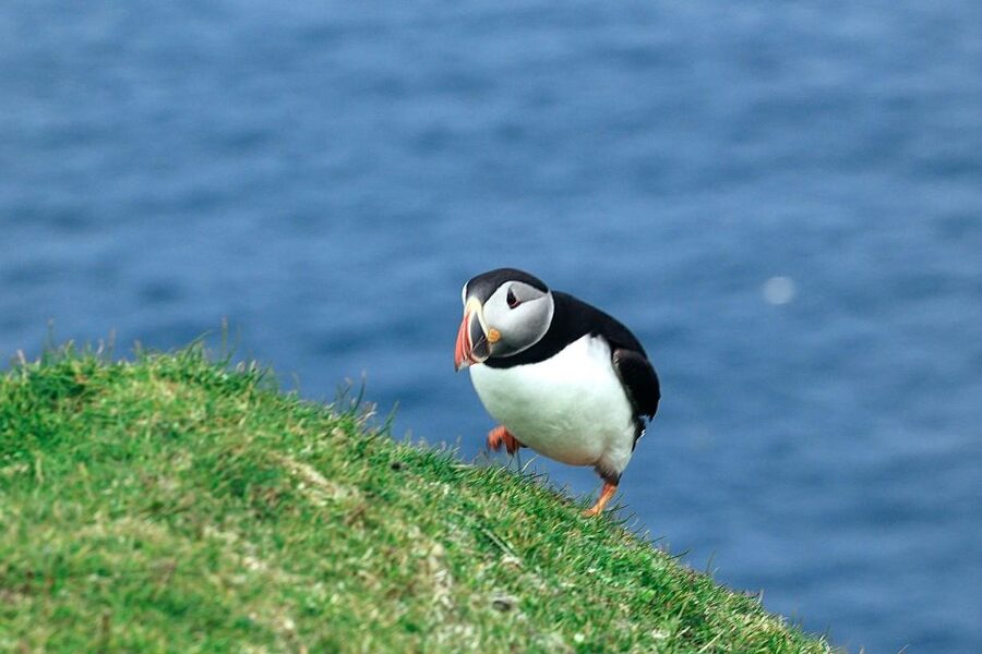 From Edinburgh: 6-Day Shetland & Nothernmost Explorer - FAQ