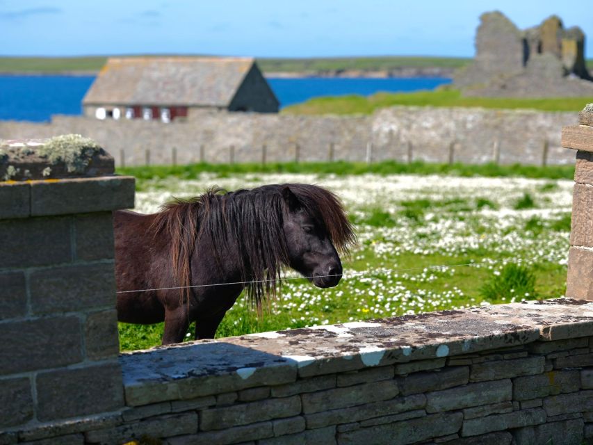 From Edinburgh: 6-Day Shetland & Nothernmost Explorer - Why the small group and guide matter